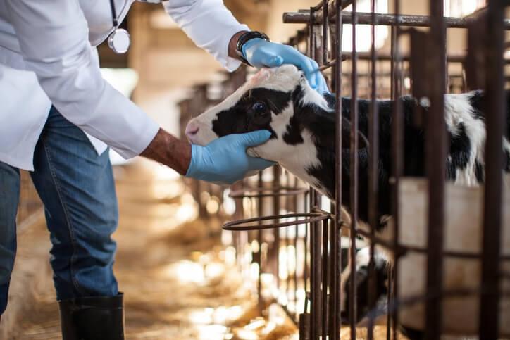 Veterinary