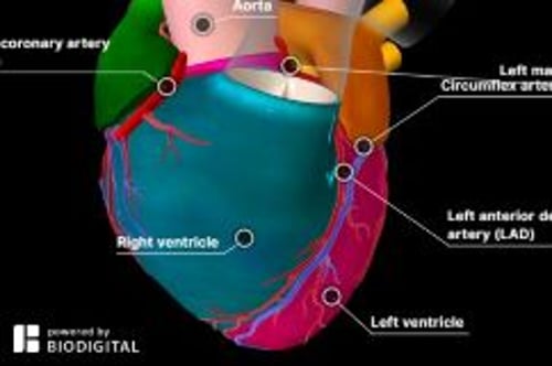 biodigital-the-coronary-arteries-cv-sized_ko