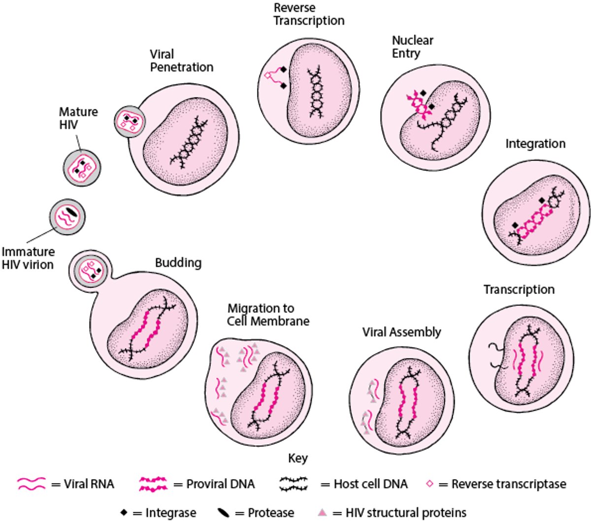 Simplified HIV Life Cycle